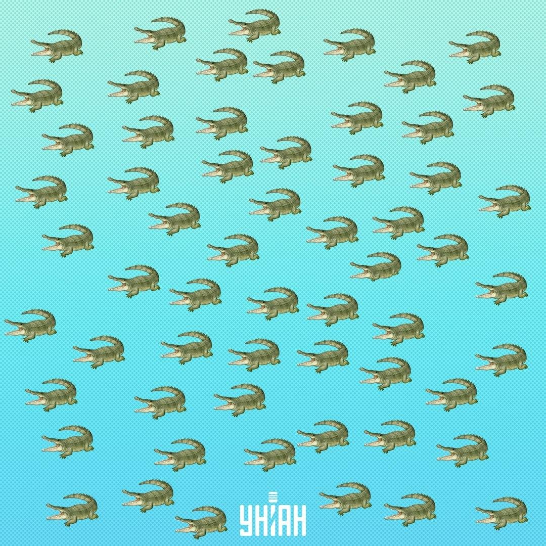 Het reptiel is verborgen, maar je zou het binnen 15 seconden moeten zien / Collage Moje