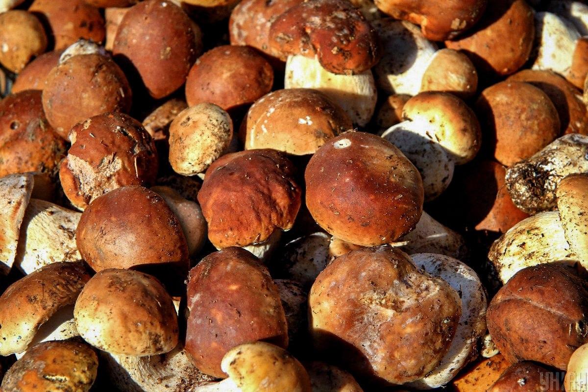 Vind op tijd een steen tussen de paddenstoelen / Moje collage