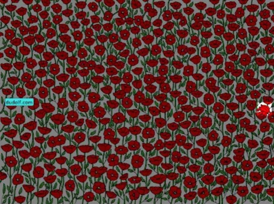 Alleen de superoplettende kan de krab in de afbeelding vinden: test je IQ in 25 seconden