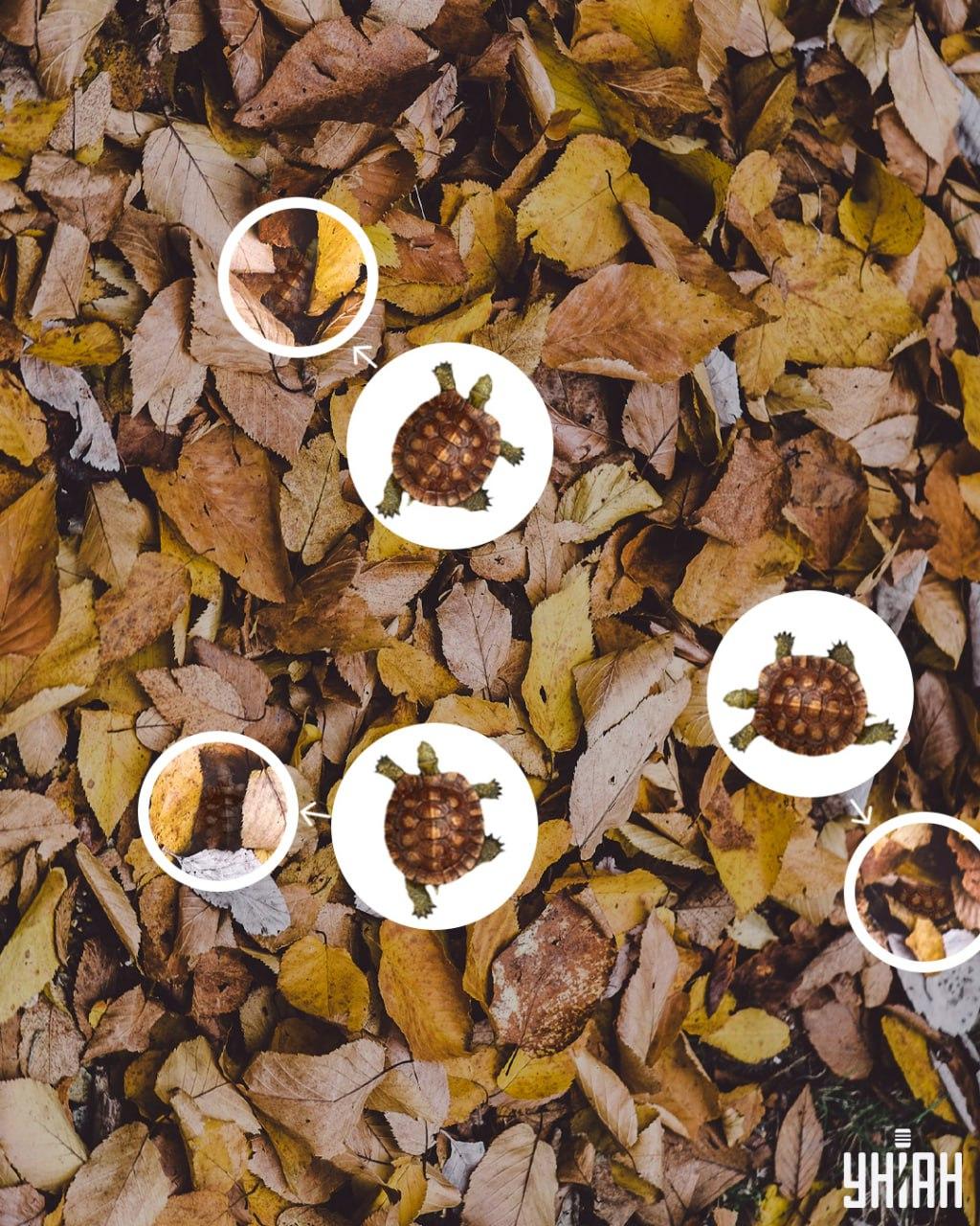 Schilden van schildpadden kunnen gemakkelijk worden verward met vergeelde bladeren / collage Moje