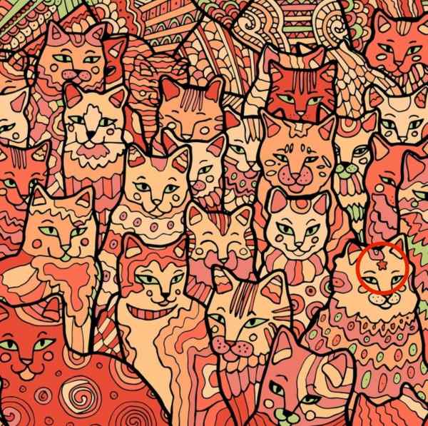 Optische illusie voor mensen met arendsogen: je moet een ster vinden tussen de katten