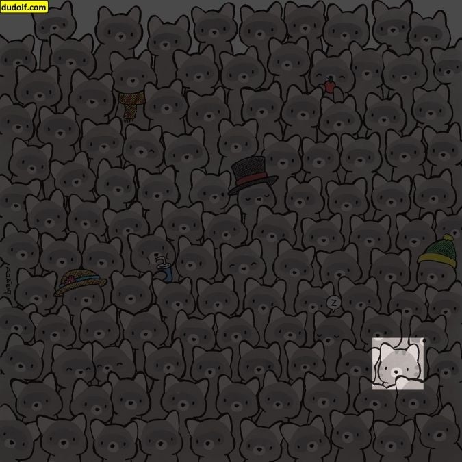 Een puzzel voor echte genieën: vind de kat tussen de wasberen in 15 seconden