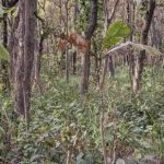 Een puzzel voor mensen met een uitstekend gezichtsvermogen: je moet binnen 10 seconden een tijger vinden. Een puzzel voor mensen met een uitstekend gezichtsvermogen: je moet