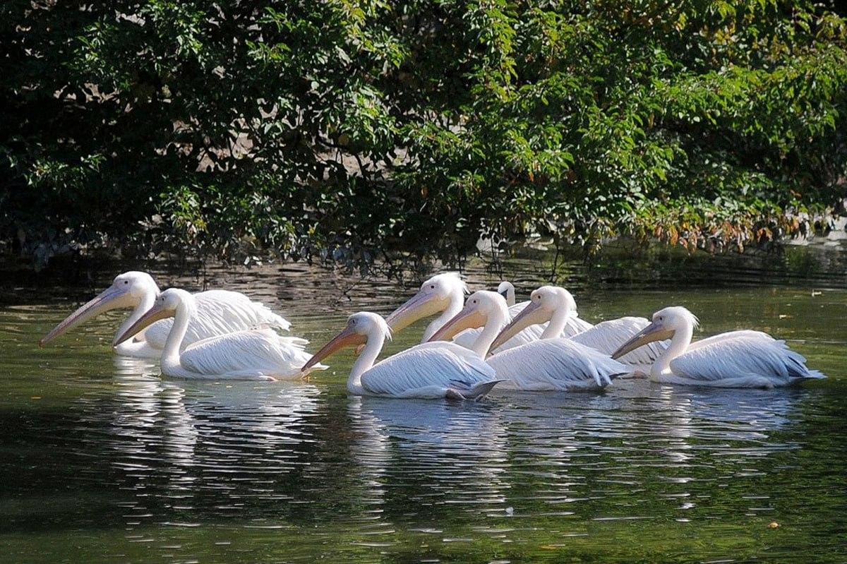 Het duurt minder dan 10 seconden om een vogel te vinden die anders is dan de rest / Moje collage