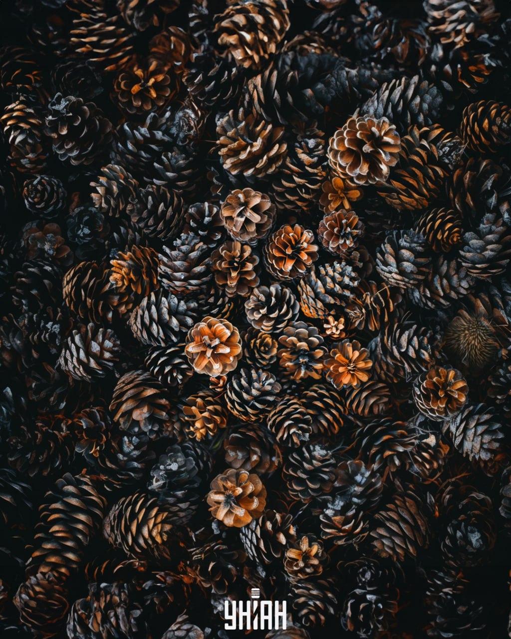 Het is noodzakelijk om een egel te vinden tussen de kegels / Moje collage