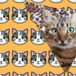 Alleen mensen met een grandioos IQ zien een vreemde kat