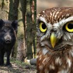 Alleen mensen met een hoog IQ vinden de sluwe uil