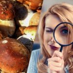 Alleen mensen met een superkrachtig IQ zien in 15 seconden