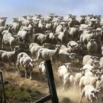 Een puzzel voor mensen met een goed gezichtsvermogen: je moet