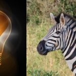 Eenvoudige IQ-test: vind de rare zebra in 10 seconden