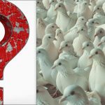 Iedereen ziet duiven, maar je moet een trotse zeemeeuw vinden