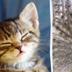 Iedereen ziet een pauw en alleen mensen met een hoog IQ vinden in 10 seconden een katje: een vreemde illusie Iedereen ziet een pauw en alleen mensen met een hoog