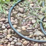 Interessante IQ-test: probeer de verborgen kikker te vinden in slechts