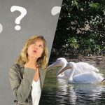 Snelle IQ-test: vind een vreemde vogel tussen de pelikanen in 7 seconden Snelle IQ-test: vind een vreemde vogel tussen de pelikanen in