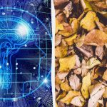 Snelle truc IQ-test: vind drie schildpadden tussen de bladeren in