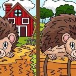 Super IQ-test: vind 3 verschillen in egelafbeeldingen in 25 seconden Super IQ-test: vind 3 verschillen in egelafbeeldingen in 25 seconden