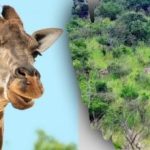 Vind alle dieren in de afbeelding in 10 seconden: een