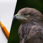 Vind de adelaar in 8 seconden: een slimme optische illusie