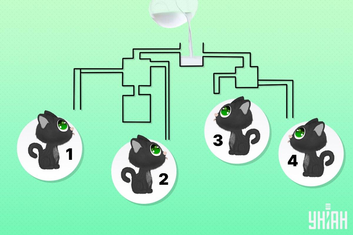 Zoek de kat die als eerste melk kan drinken / Moje collage