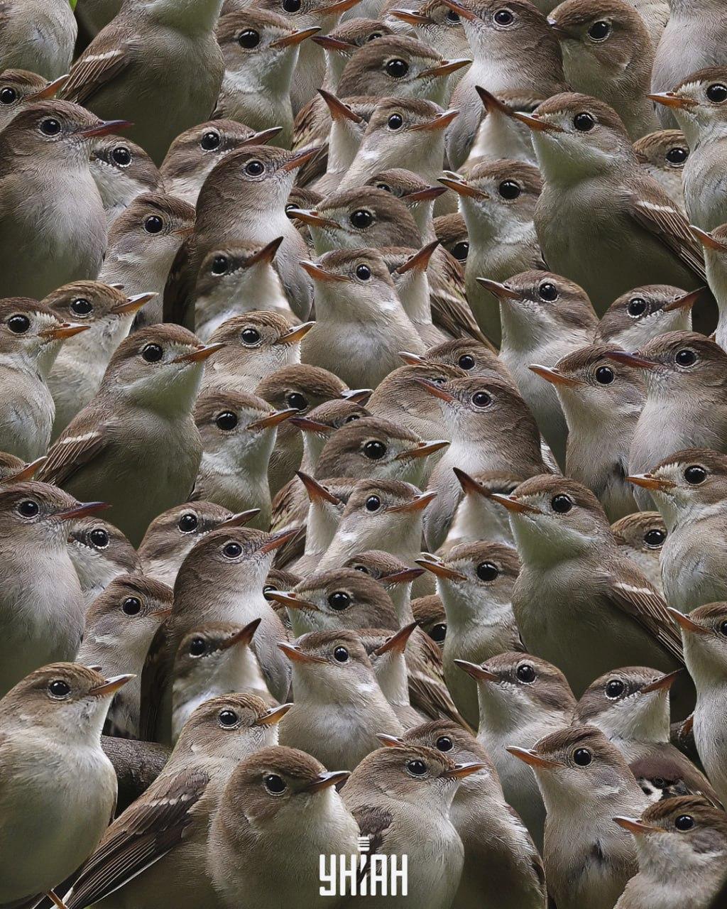 Je moet een mus zoeken tussen de nachtegalen / Moje collage