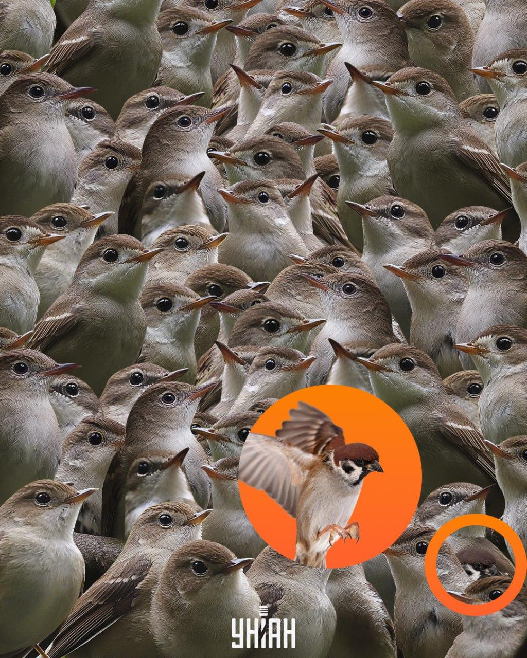 De mus stond onderaan de puzzel / Moje collage