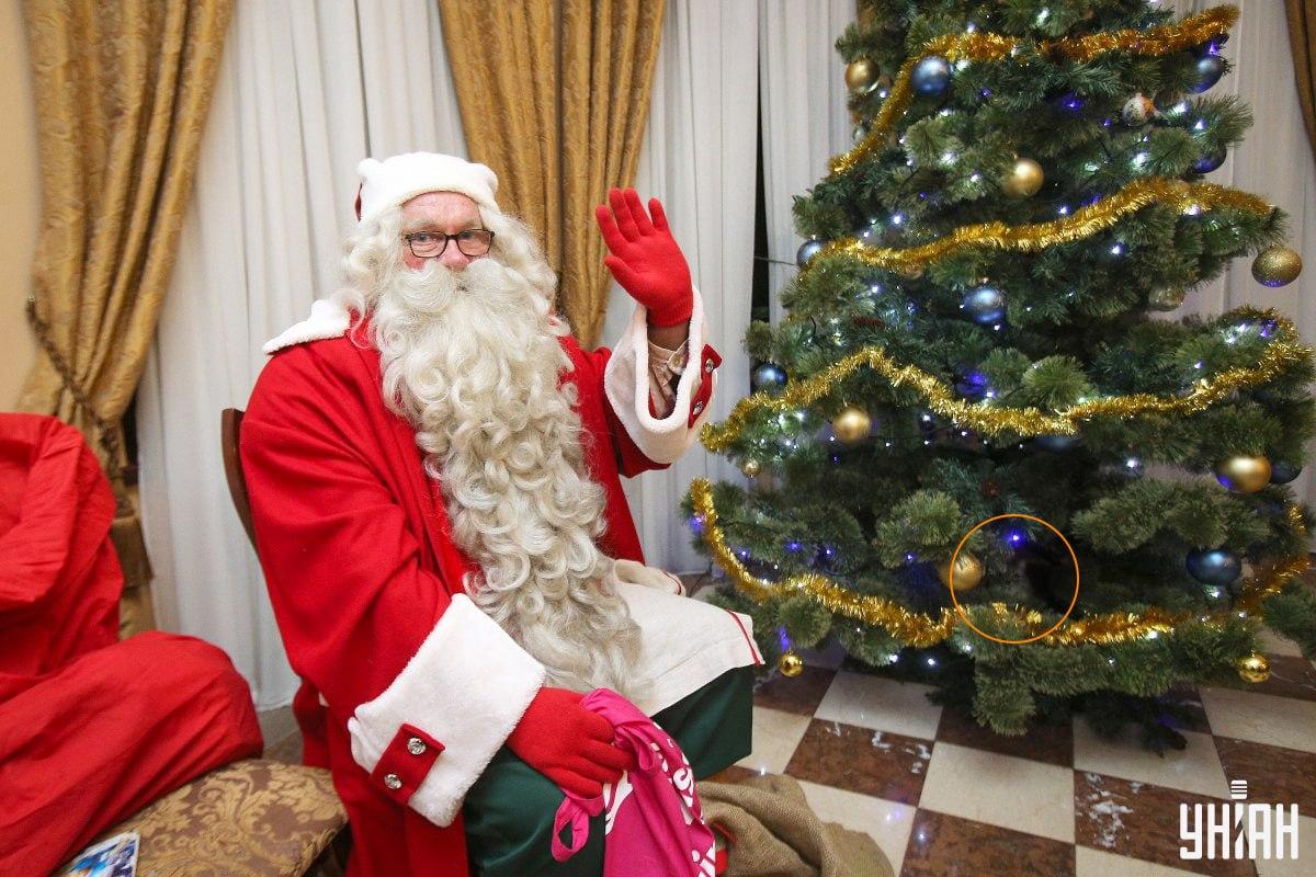 De kat verstopte zich tussen de takken van een kerstboom / collage met Moje foto