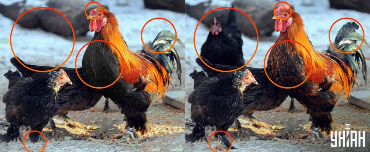 Het was nodig om aandacht te besteden aan kleine details / collage Moje