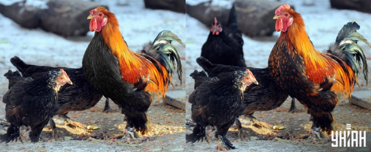 Vind alle verschillen in 15 seconden / Moje collage