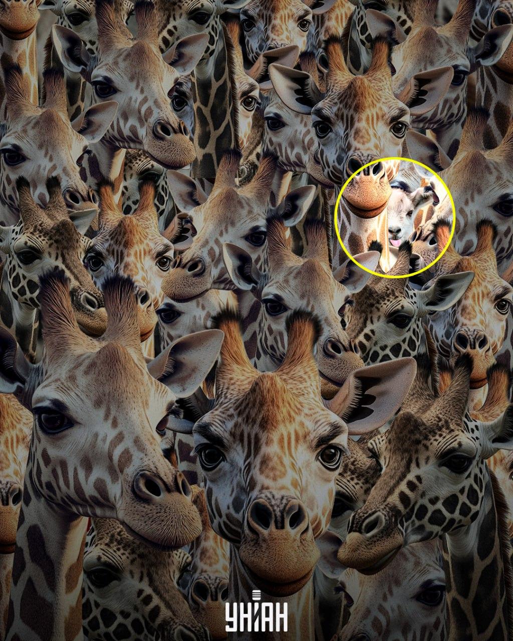 We moeten de onbeschofte geit opsporen / Moje collage