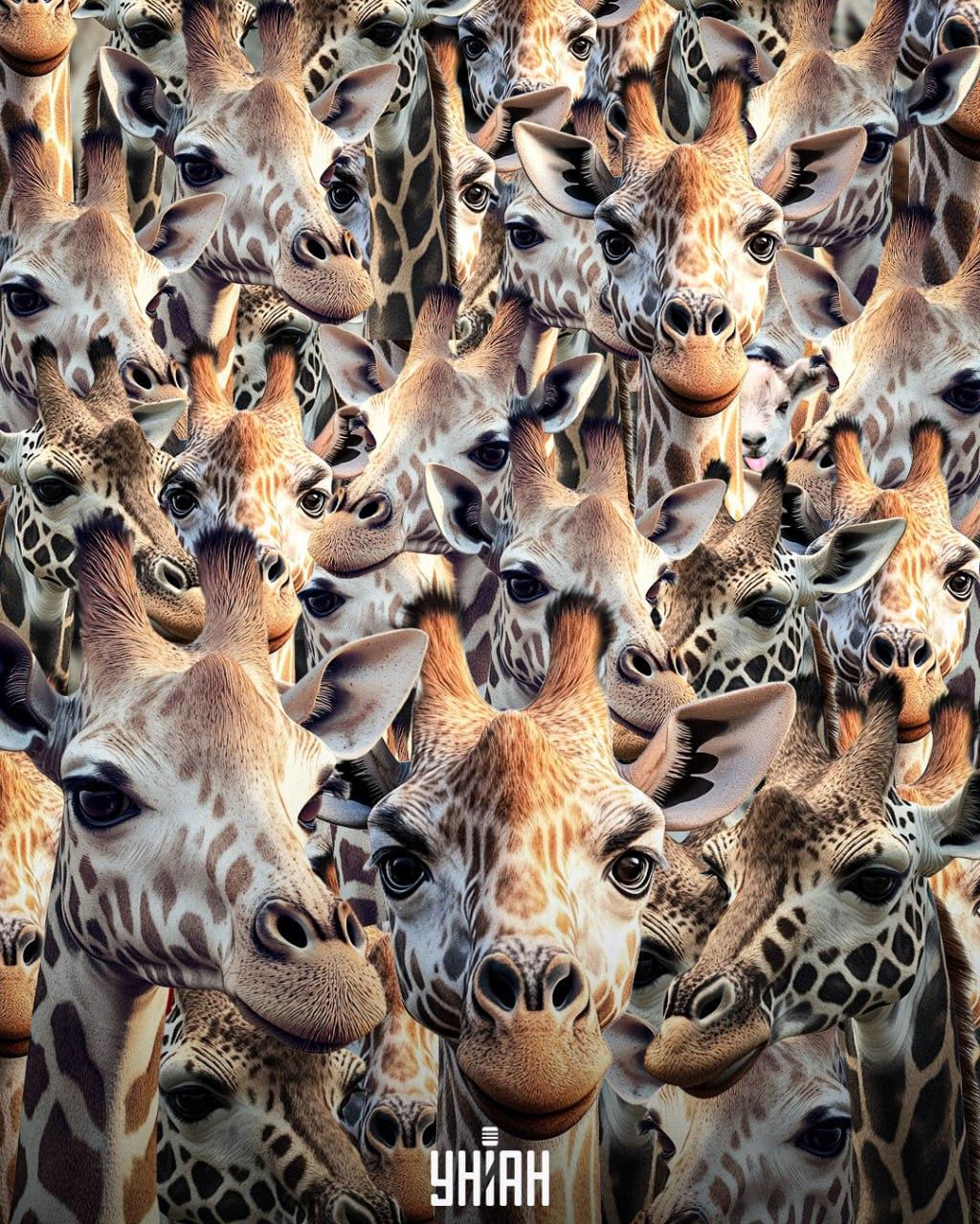 Het is noodzakelijk om een ongemanierde geit te vinden / collage Moje