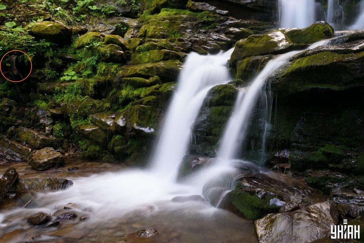 Het antwoord op de puzzel met de vos - waar het dier zich precies verstopte / Moje collage, Moje foto