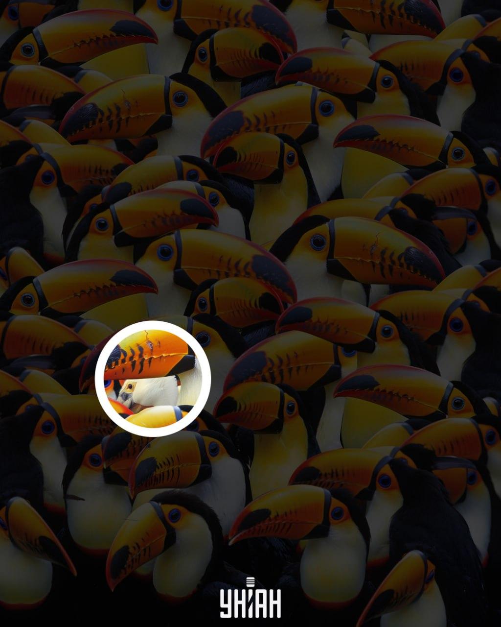 De pelikaan stond in het midden van de afbeelding / Moje collage