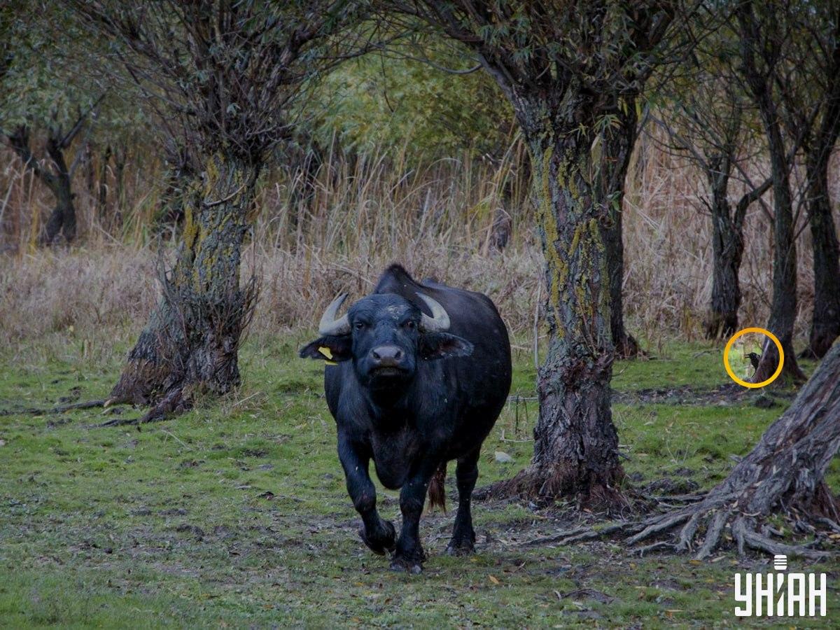 De vogel zat aan de linkerkant van de puzzel / Moje fotocollage