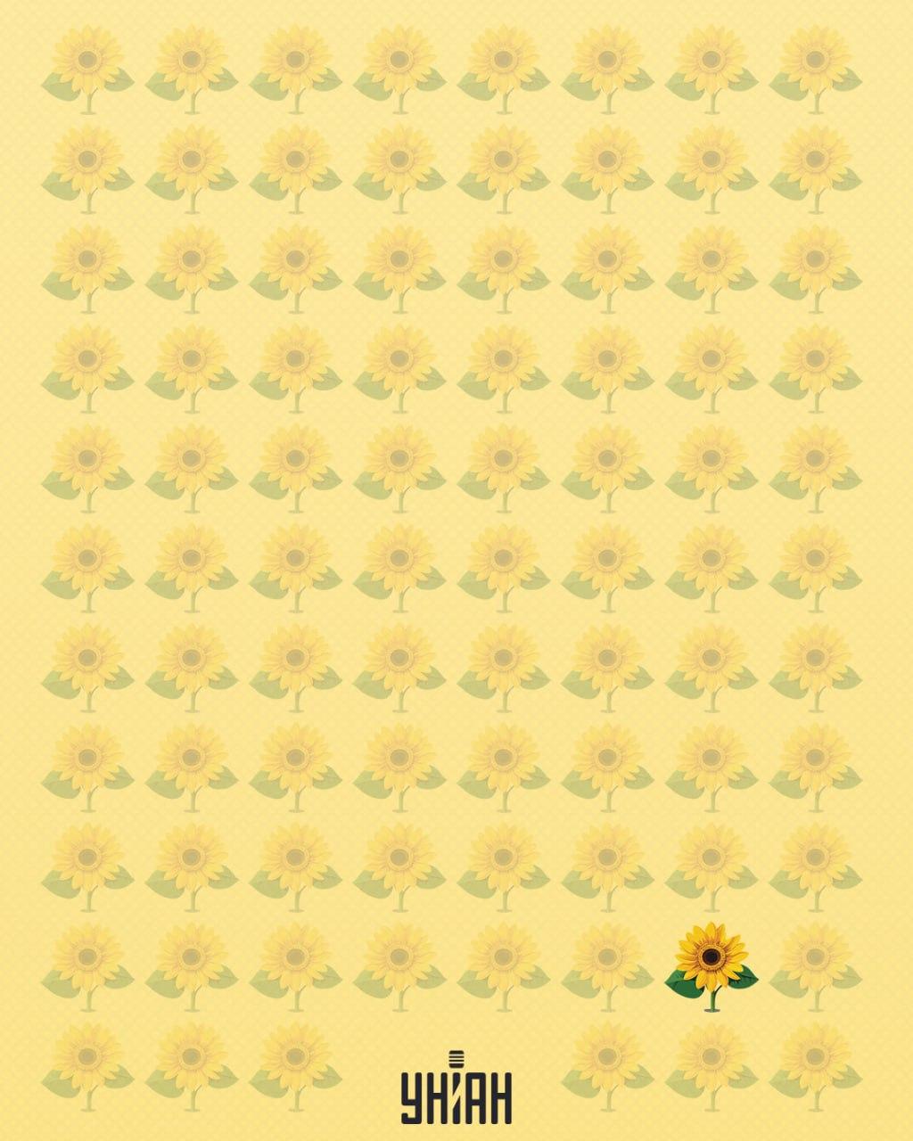 Een zonnebloem die een bloemblaadje mist werd vreemd genoemd / Moje collage