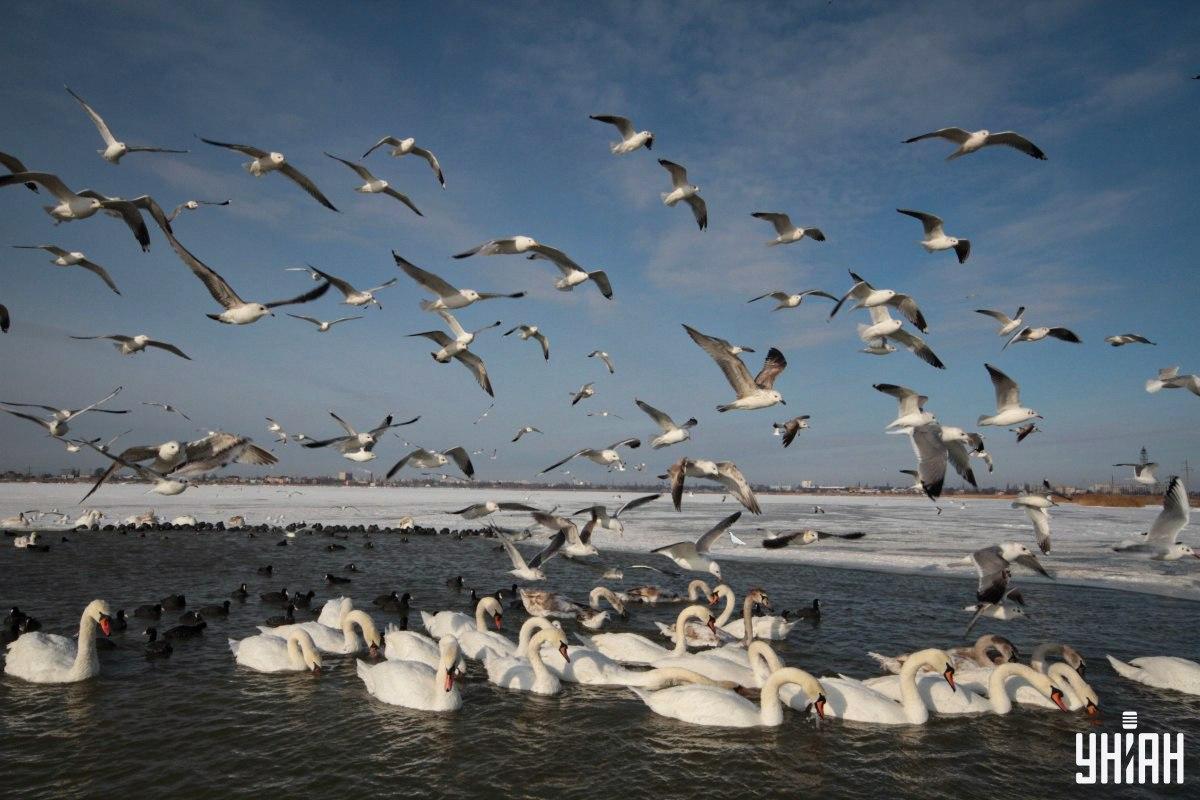 Vind de duif op de foto in de tijd / collage met Moje foto