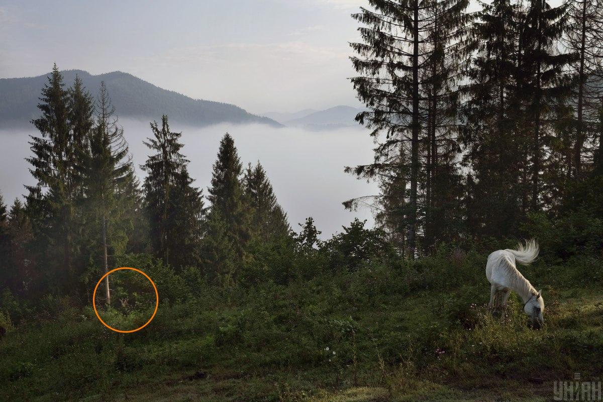 De geit verstopte zich in het groen / collage met Moje foto