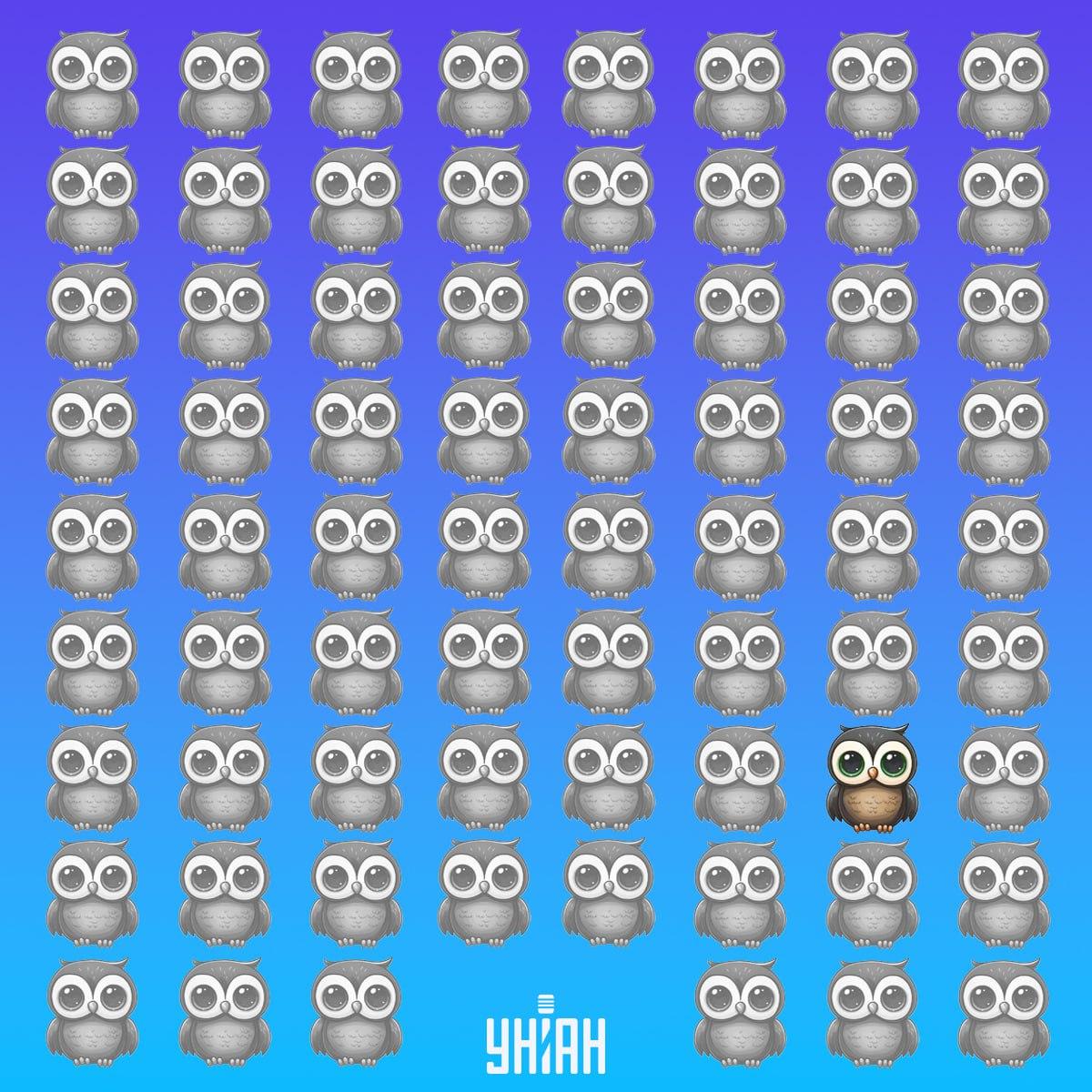 De unieke uil stond onderaan de afbeelding links / Moje collage