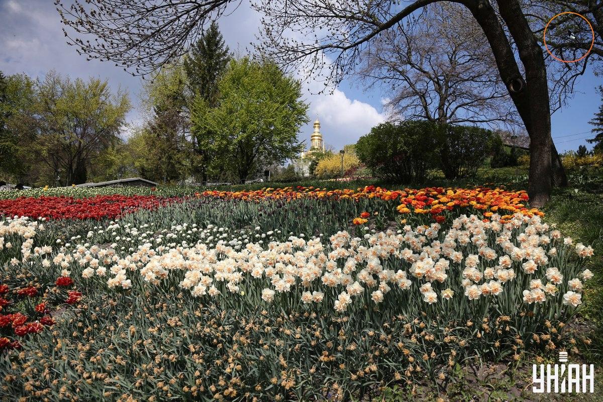 Een vogel zat op een boomtak / Moje collage