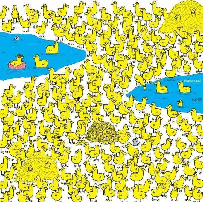 Alleen de slimste vindt de kip tussen de eendjes in 8 seconden: nieuwe puzzel / afbeelding door Gergely Dudas