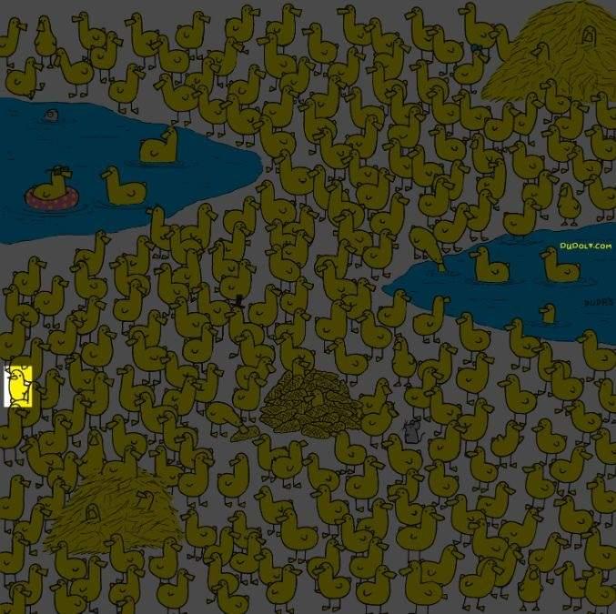 Alleen de slimste vindt de kip tussen de eendjes in 8 seconden: een nieuwe puzzel / afbeelding door Gergely Dudas