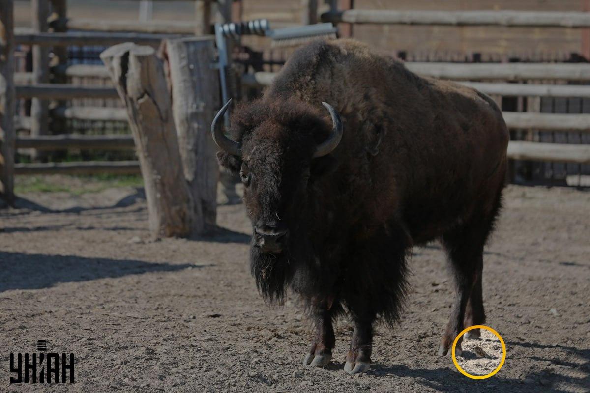 De mus zat niet ver van de linkerhoek van de afbeelding / collage van Moje foto