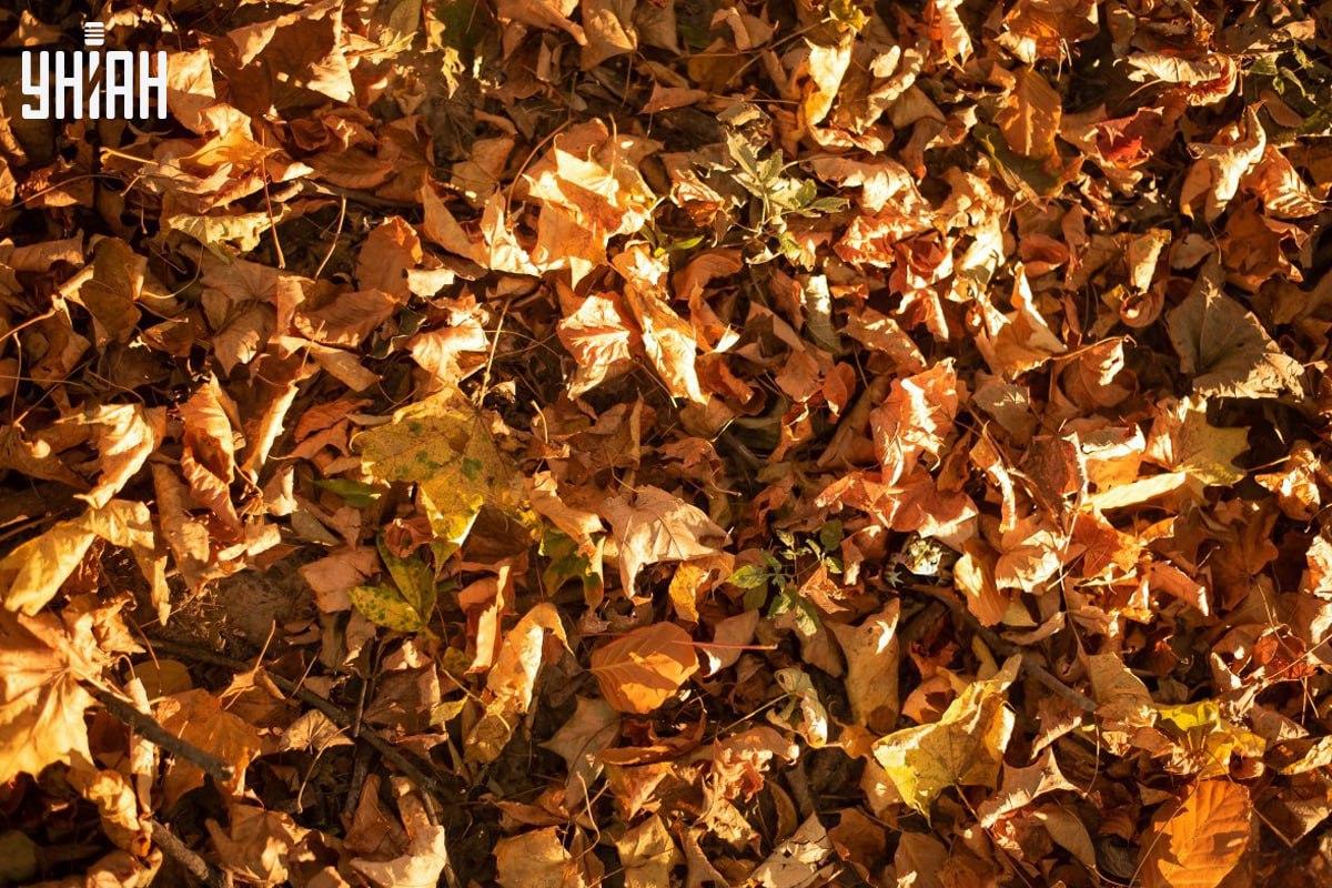 Vind de kikker op tijd in de foto / collage met Moje foto