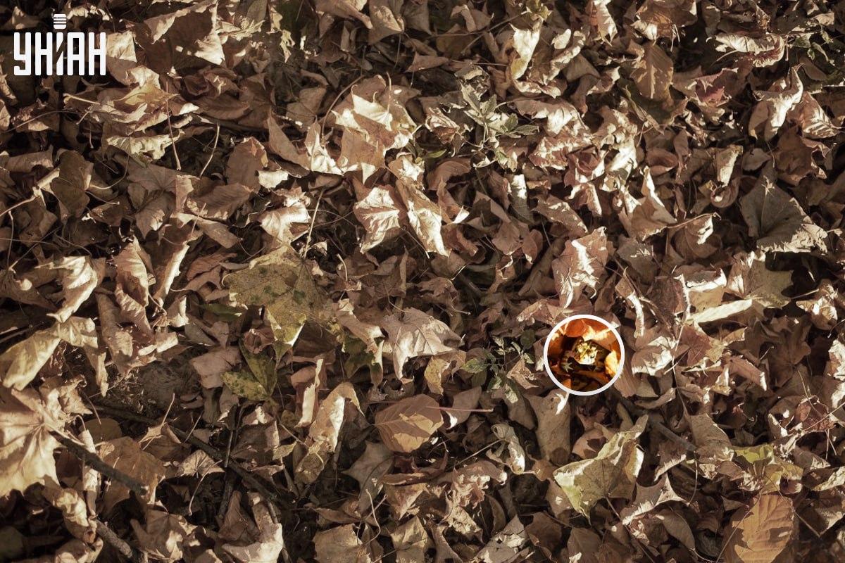 De kikker zat in de linkeronderhoek van de afbeelding / collage met Moje foto