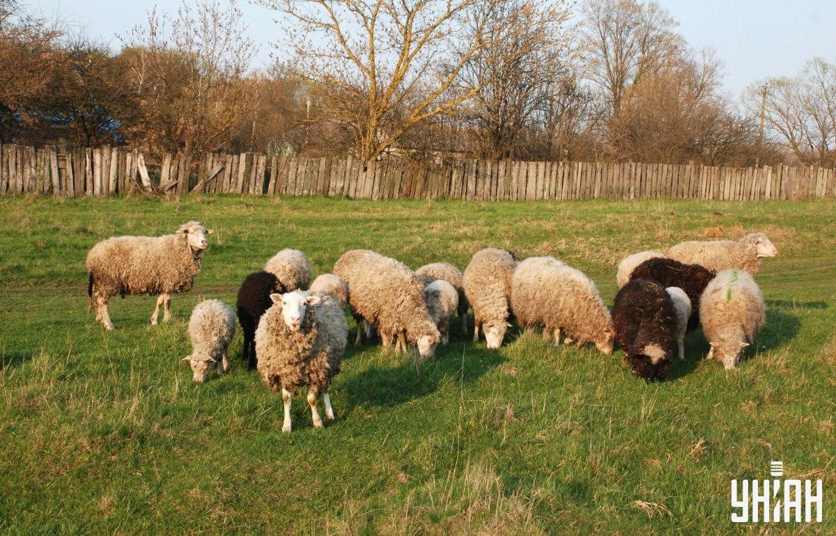 Vind de hond in minder dan 10 seconden / collage met Moje foto