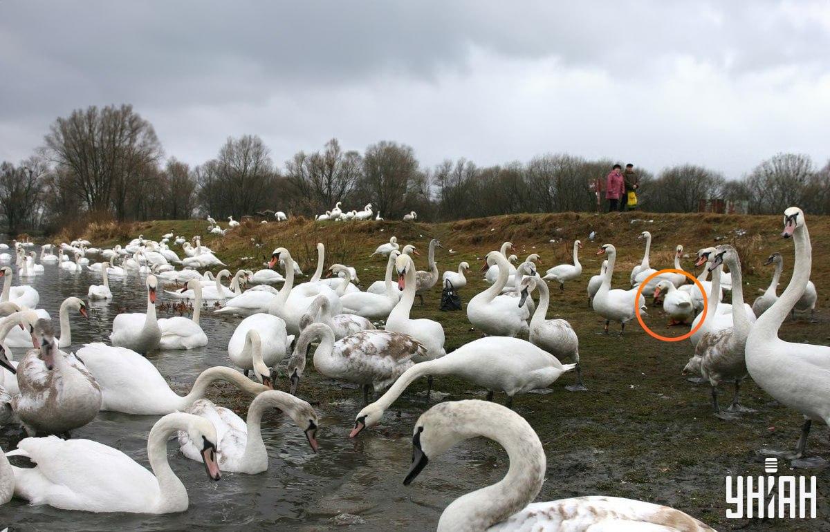 De gans is niet ver van het midden van de afbeelding / collage met Moje foto