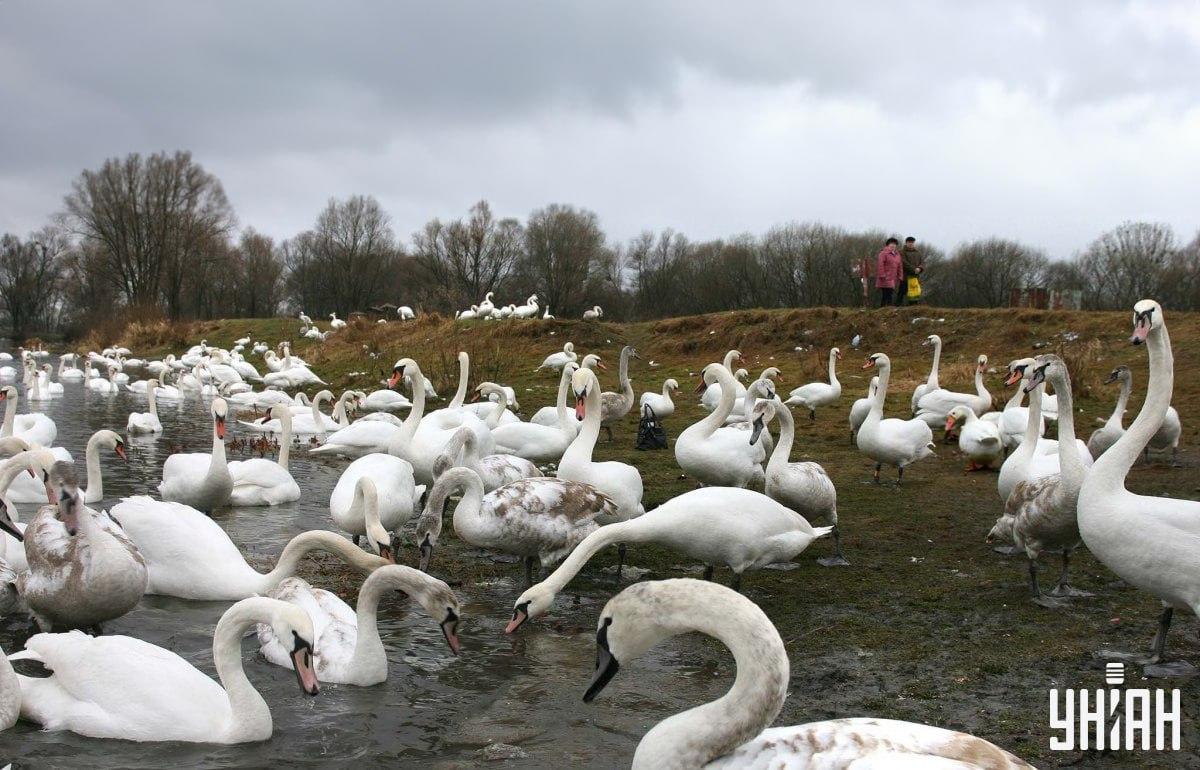 Vind een gans tussen de zwanen in de tijd / collage met Moje foto