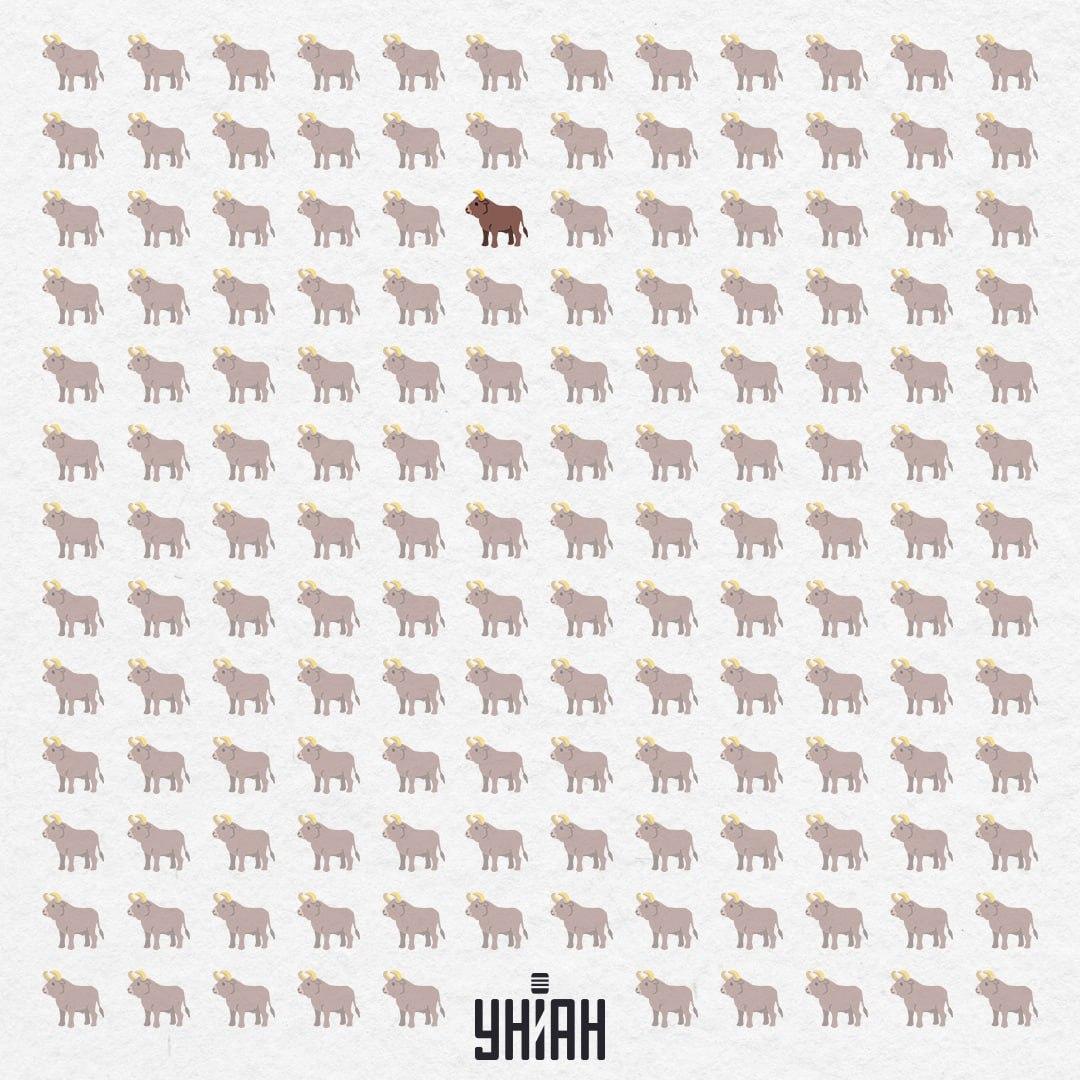 Hij verstopte zich in het midden, bijna van bovenaf / Moje Collage