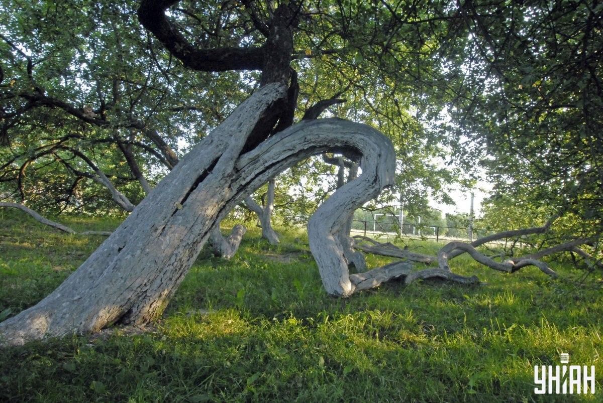 Het dier kan in elk deel van de afbeelding zitten / Moje Collage