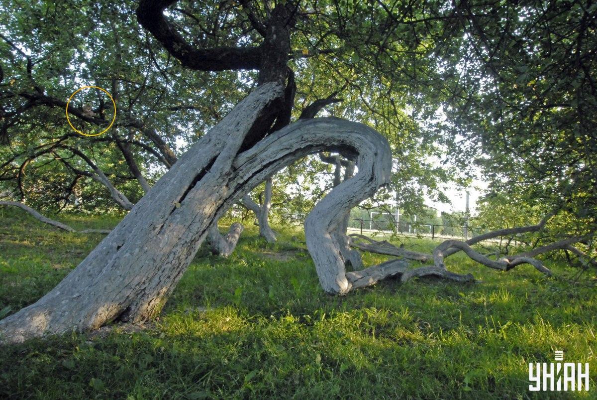 Onze kat ligt op de takken van een boom / Moje Collage