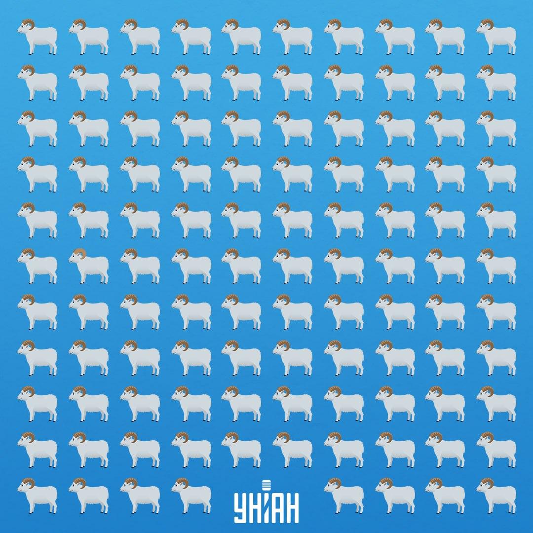 Er zijn 7 seconden om het sluwe dier te zien / Moje Collage